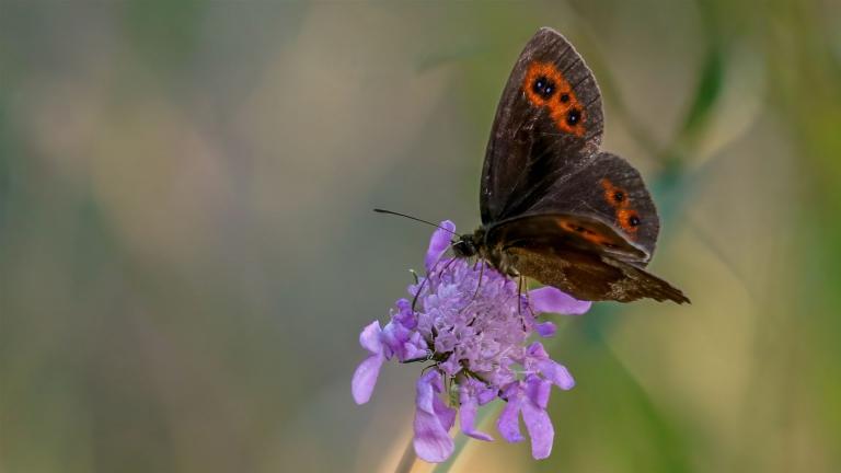 GRAUBINDIGER MOHRENFALTER bzw WALDTEUFEL (Erebia aethiops)