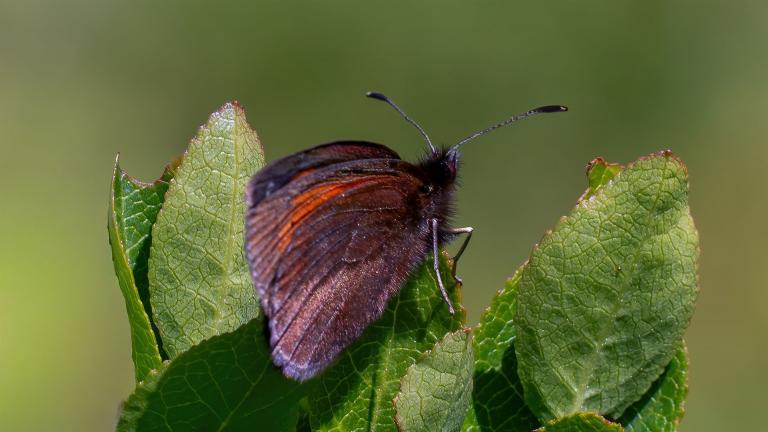 KNOCHS MOHRENFALTER (Erebia epiphron)