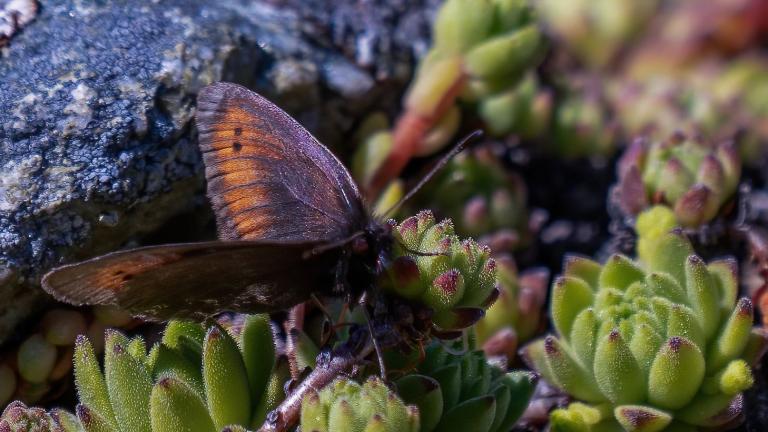 KNOCHS MOHRENFALTER (Erebia epiphron)