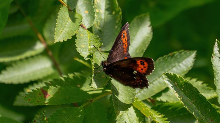MILCHFLECK (Erebia ligea)