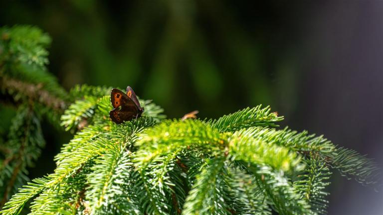 MILCHFLECK (Erebia ligea)