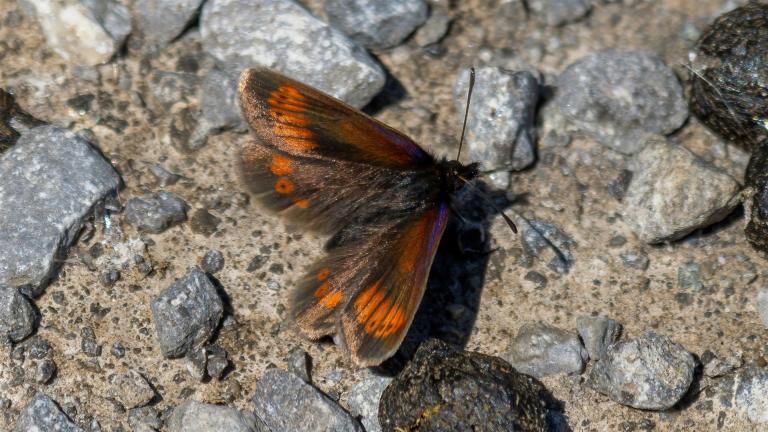 SUDETEN_MOHRENFALTER (Erebia sudetica)