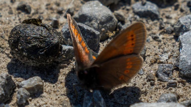 SUDETEN_MOHRENFALTER (Erebia sudetica)