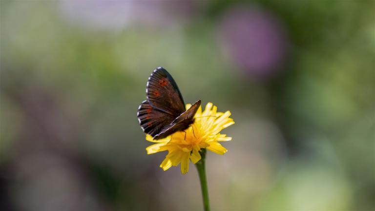 WEISSBINDIGER BERGWALD-MOHRENFALTER (Erebia euryale Sp isarica)