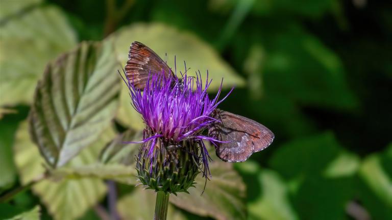 WEISSBINDIGER BERGWALD-MOHRENFALTER (Erebia euryale Sp isarica)