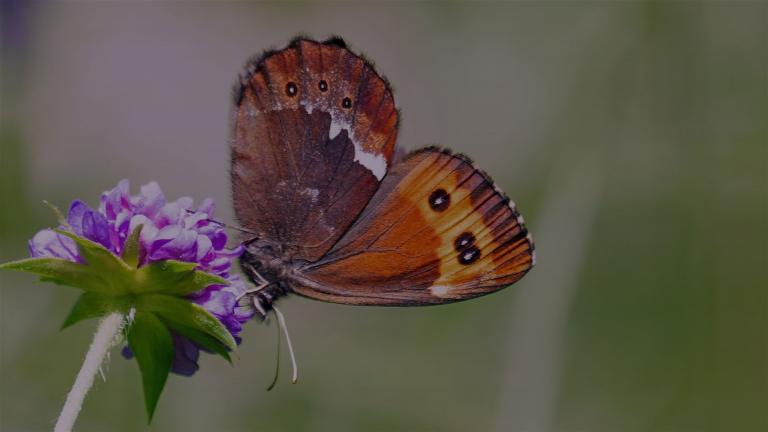 WEISSBINDIGER MOHRENFALTER (Erebia ligea)