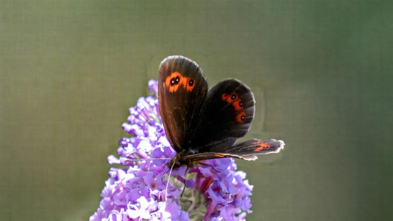 WEISSBINDIGER MOHRENFALTER (Erebia ligea)