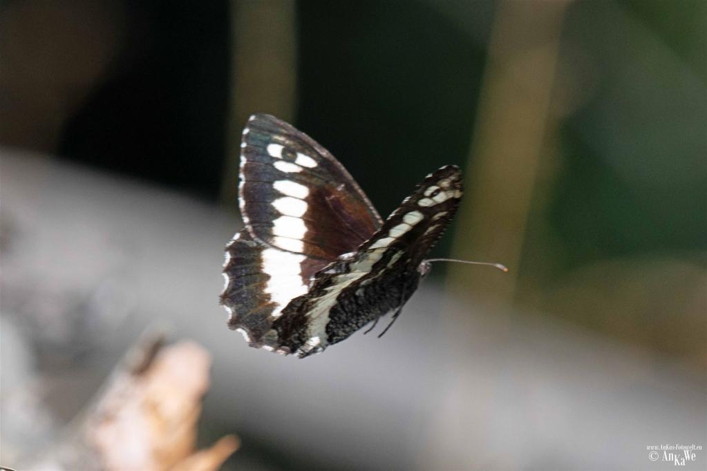 Weißer Waldportier (Brintesia circe)