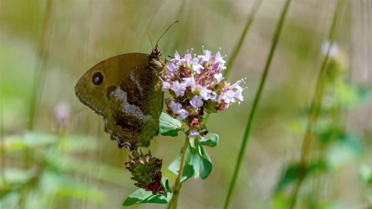 BLAUÄUGIGER WALDPORTIER (Minois dryas)
