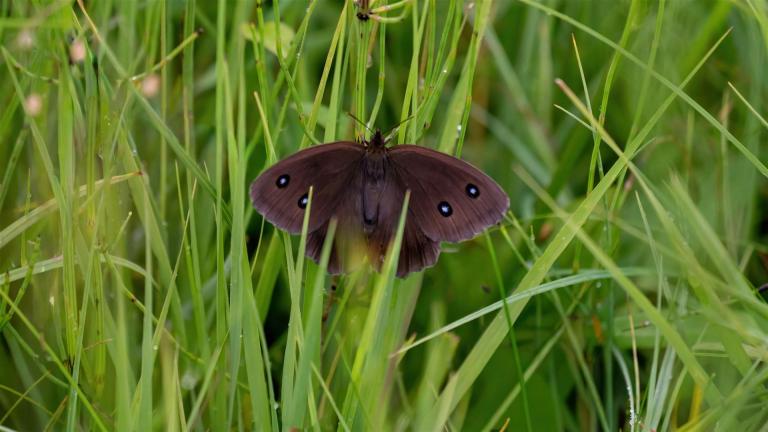 BLAUÄUGIGER WALDPORTIER (Minois dryas)