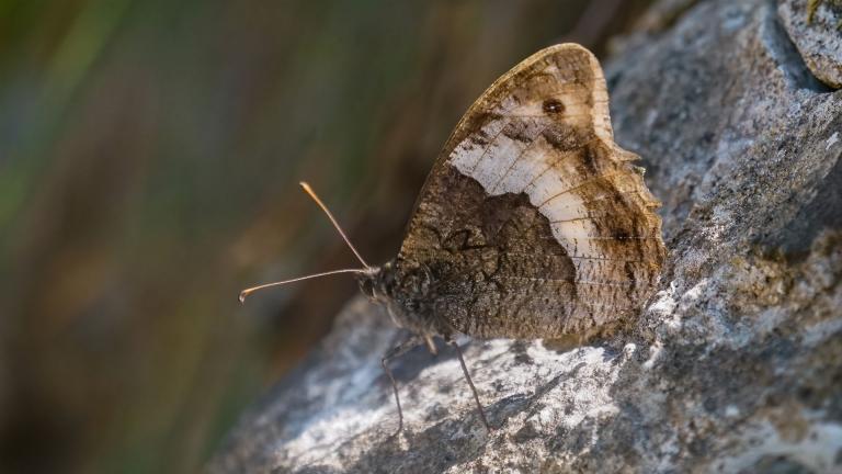 GROSSER WALDPORTIER (Hipparchia fagi)