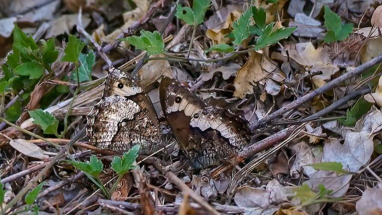 GROSSER WALDPORTIER (Hipparchia fagi)