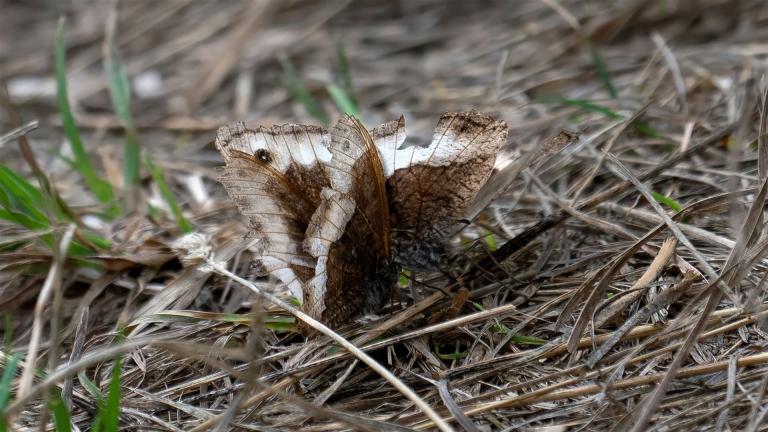 KLEINER WA1LDPORTIER (Hipparchia alcyone)