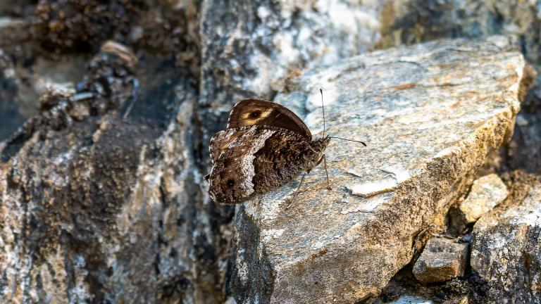 WALLISER WALDPORTIER (Hipparchia genava)
