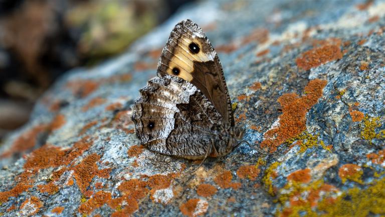 WALLISER WALDPORTIER (Hipparchia genava)