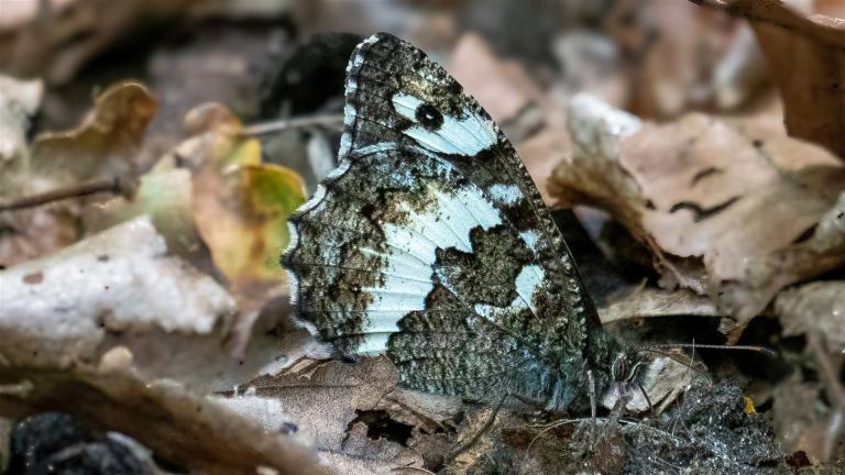 WEISSER WALDPORTIER (Aulocera circe)