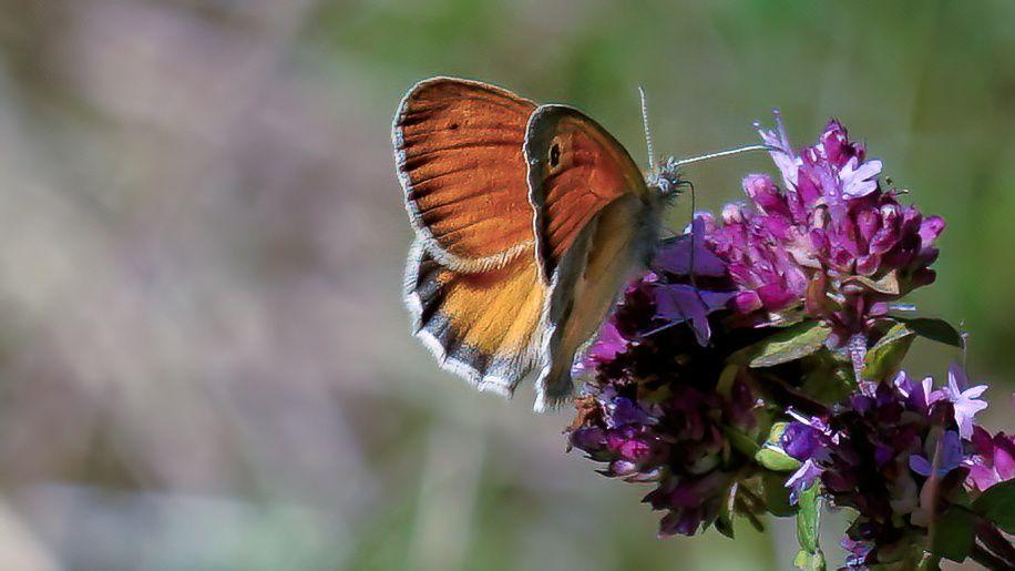 KLEINES WIESENVÖGELCHEN (Cenonympha pamphilus)