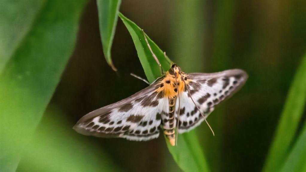 Brennesselzuensler (Eurrhypara hortulata)