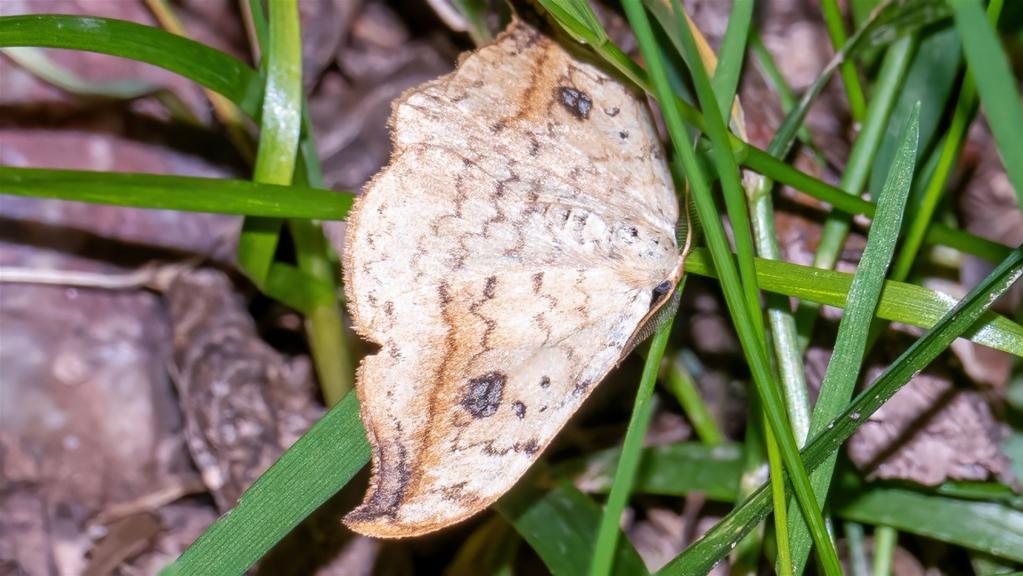 Gemeiner Sichelfluegler (Drepana falcataria)