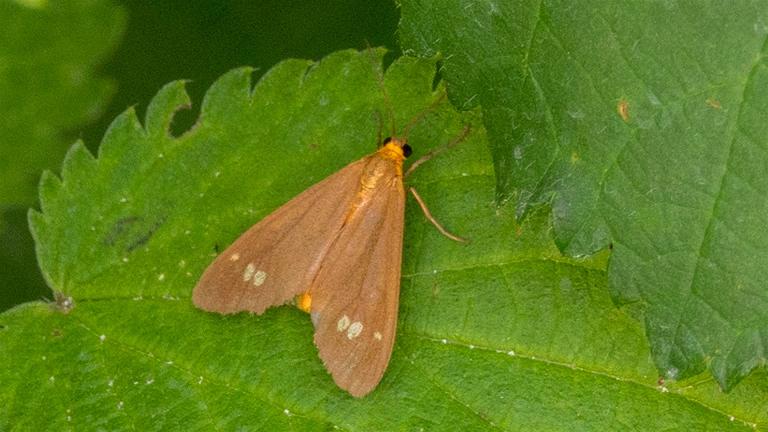 BRAUNFLECK-WIDDERCHEN (Dysauxes ancilla)
