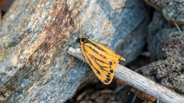 GELBER ALPEN-FLECHTENBÄR (Setina aurita)