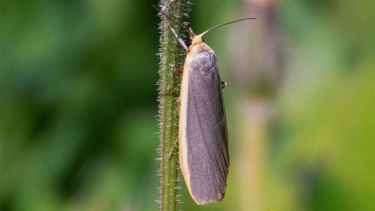 GRAULEIB-FLECHTENBÄRCHEN (Eilema lurideola)