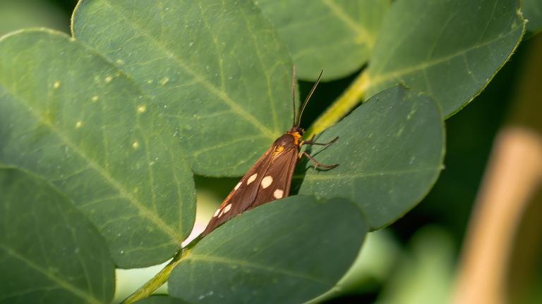 KLEINES BRAUNWIDDERCHEN (Dysauxes punctata)
