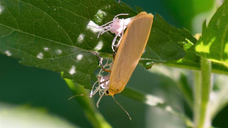 NADELWALD-FLECHTENBAERCHEN (Eilema depressa)
