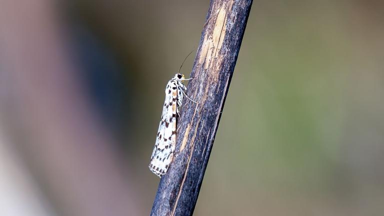 PUNKTBÄR (Utetheisa pulchella)