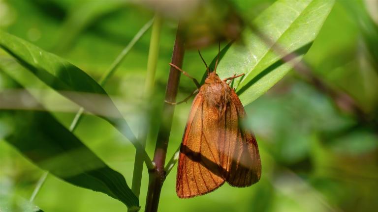ROTRANDBÄR (Diacrisia sannio) -- weiblich