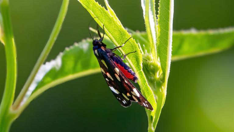 SCHOENBÄR (Callimorpha-dominula)