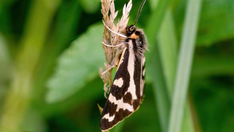 WEGERICHBÄR (Arctia plantaginis)