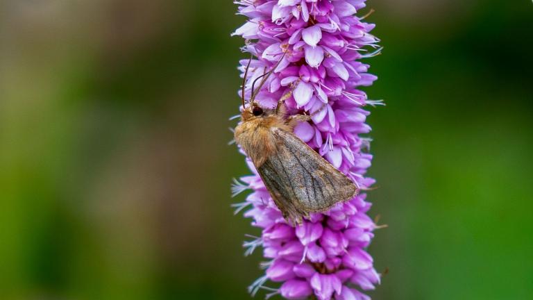 BRAUNE FEUCHTWIESEN_EULE (Eriopygodes imbecilla)