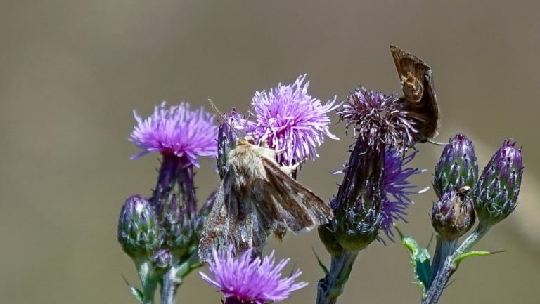 DREIZACK_GRASEULE (Cerapteryx graminis)