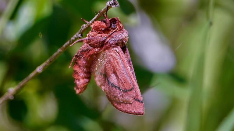 ROTBRAUNE GRASEULE (Mythimna turca)
