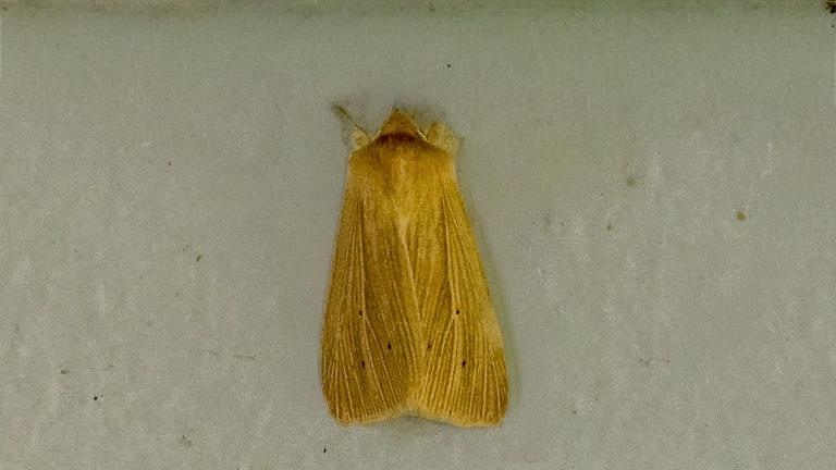 STUMPFFLUEGEL_GRASEULE (Mythimna impura)