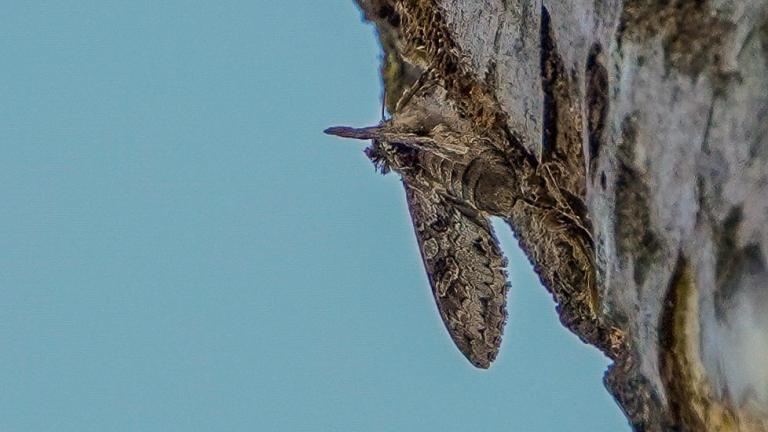 WALDSTAUDEN_BLAETTEREULE (Polia nebulosa)