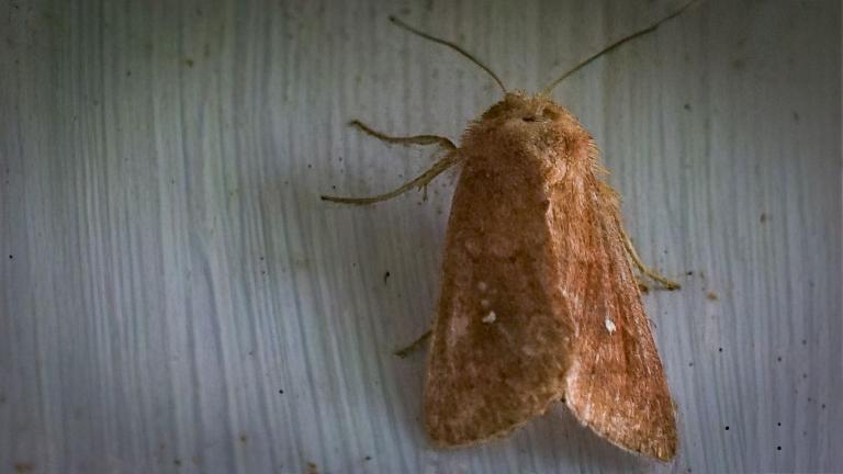 WEISSPUNKT_GRASEULE (Mythimna albipuncta)