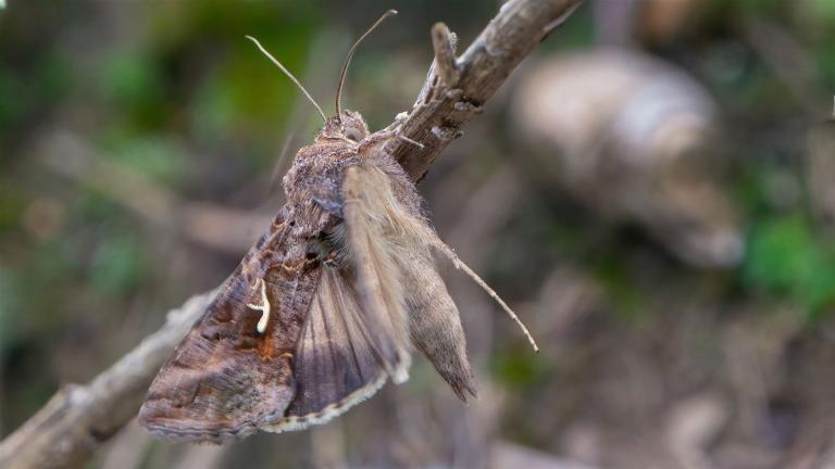 GAMMA-EULE (Autographa gamma)