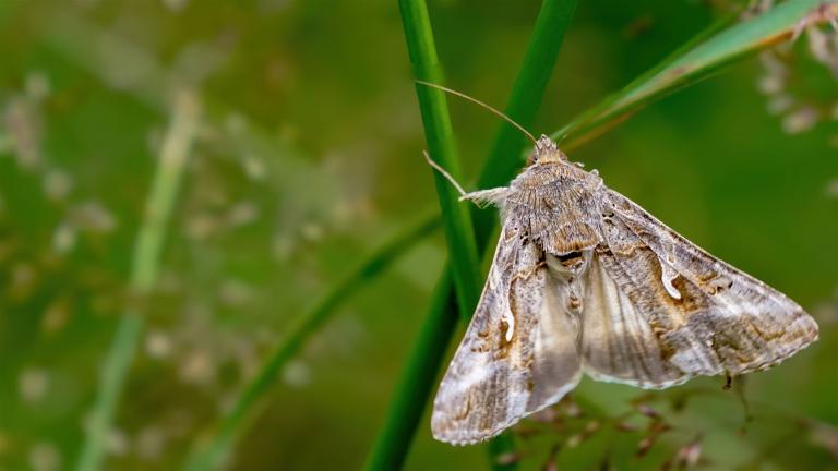 GAMMA-EULE (Autographa gamma)