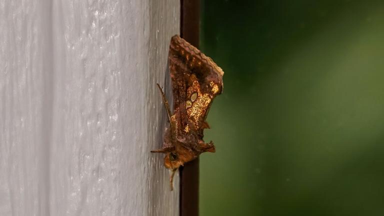 KUPFER-GOLDEULE (Chrysodeixis chalcites)