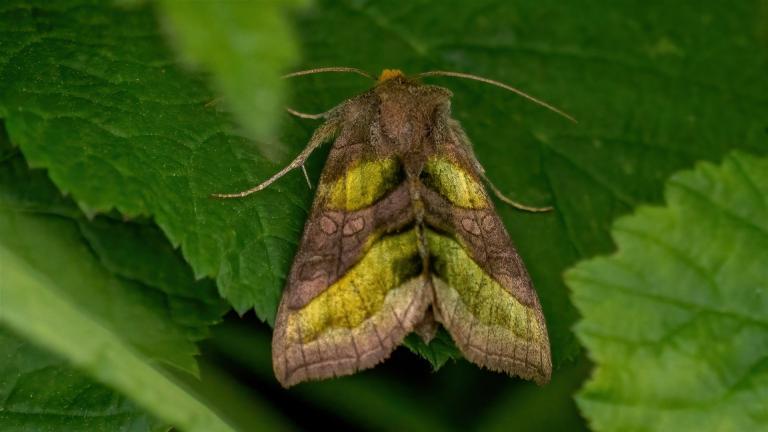 MESSINGEULE (Diachrysia chrysitis)