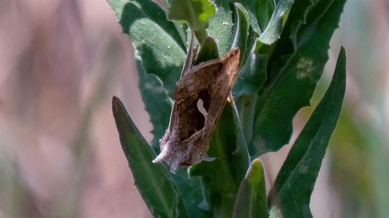 SCHAFGARBEN-SILBEREULE (Macdunnoughia confusa)