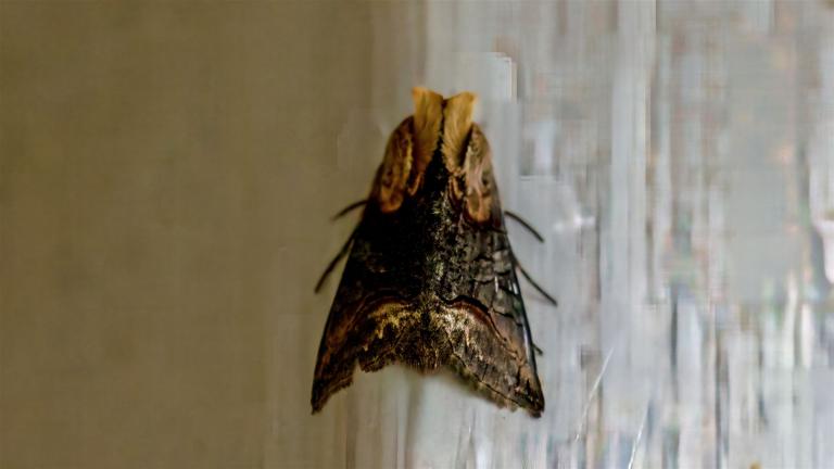 SILBERGRAUE NESSEL-HÖCKEREULE (Abrostola tripartita)