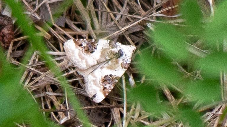 DREIECK_GRASMOTTENEULCHEN (Pseudeustrotia candidula)