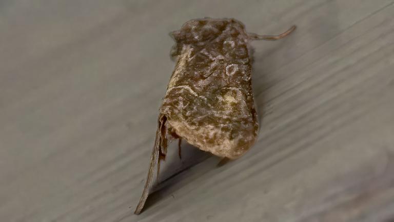 GELBFLÜGEL-RASENEULE (Thalpophila matura)