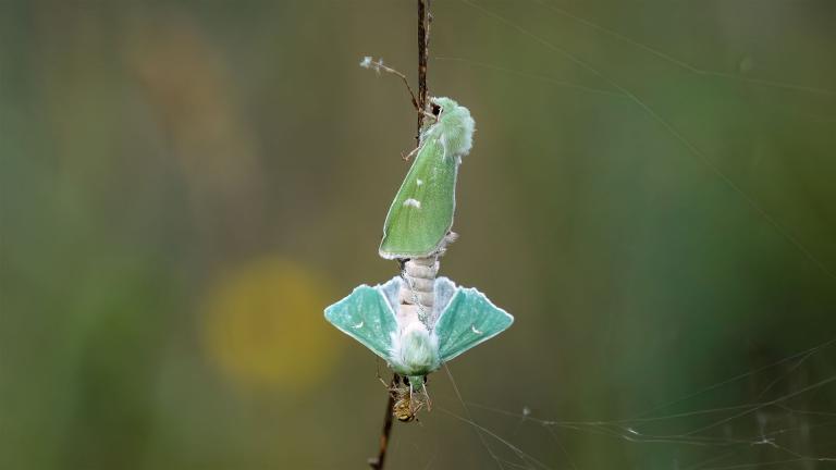 GRÜNEULE (Calamia tridens)