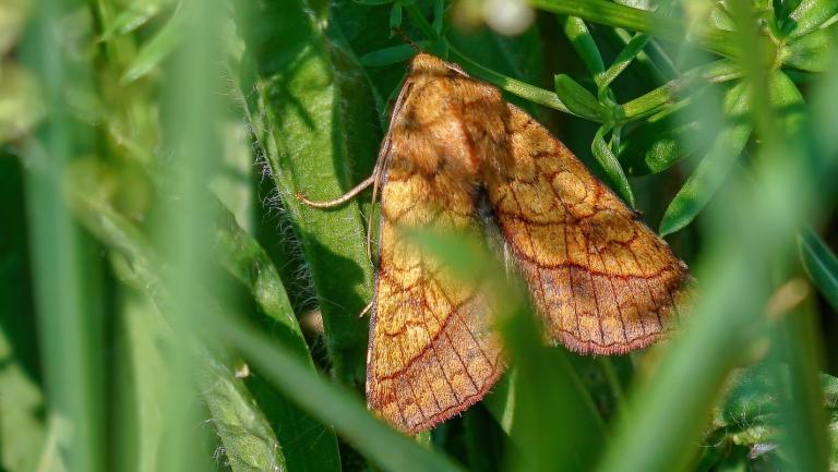 MARKEULE (Hydraecia micacea)