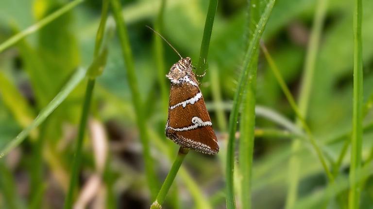 SILBEREULCHEN (Deltote bankiana)
