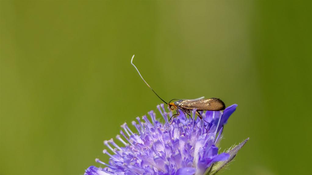 SKABIOSEN-LANGHORNFALTER (Nemophora metallica)